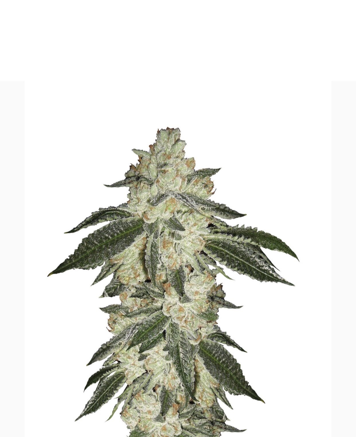 sativa-24120-for-14g-special-green-crack-private-reserve