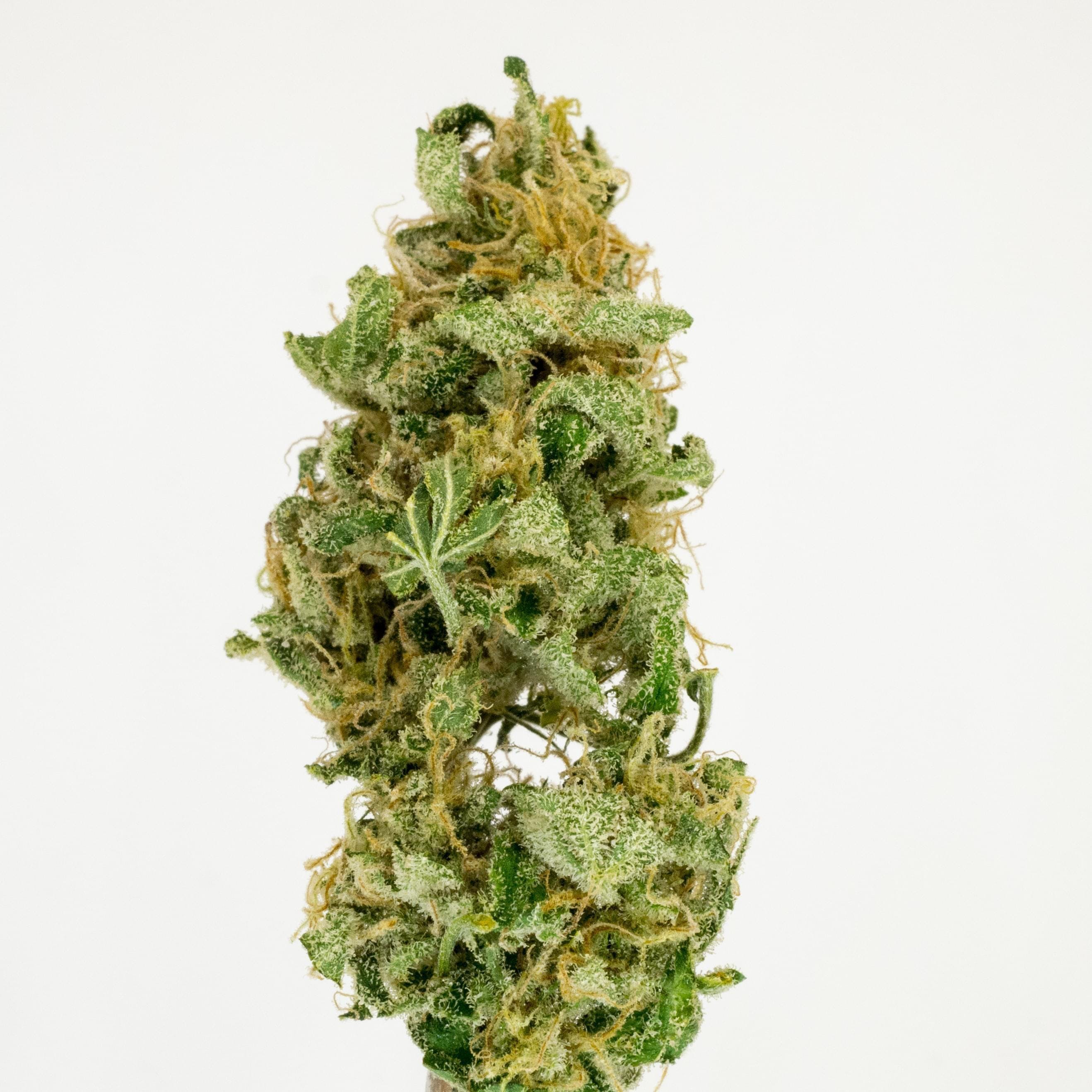 hybrid-24160-oz-golden-goat-garden-first-cannabis