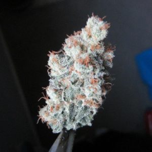 $160 Oz - Shave Ice (High Noon)