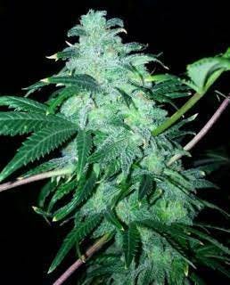 marijuana-dispensaries-980-6th-street-arcata-22-6pk-feminized-by-cali-connection