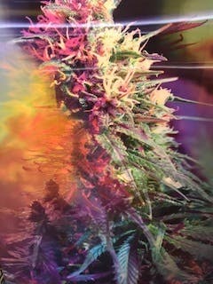 3D Marijuana Posters