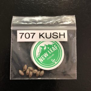 707 Kush/pack of 10 seeds