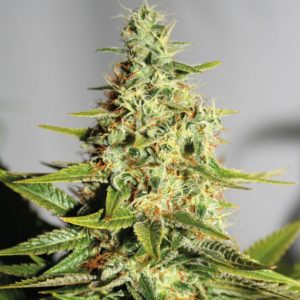 Acapulco Gold - Mother Herb