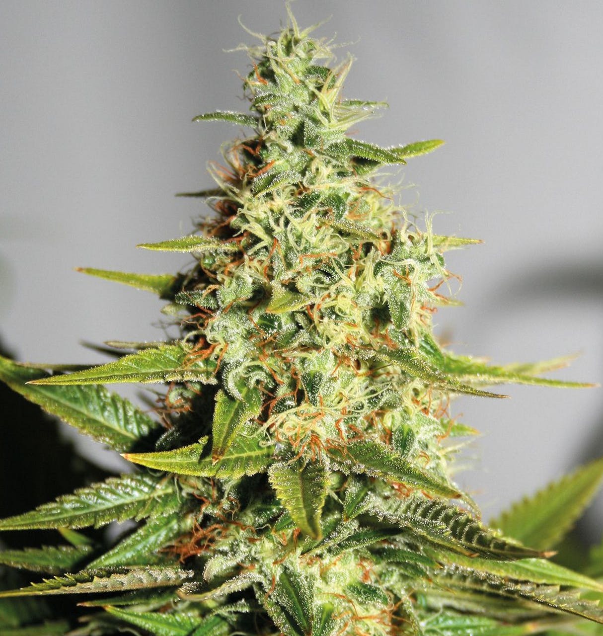 marijuana-dispensaries-thrive-cannabis-marketplace-in-north-las-vegas-acapulco-gold-mother-herb