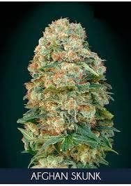 marijuana-dispensaries-1112-s-commerce-st-las-vegas-afghan-skunk-flora-vega