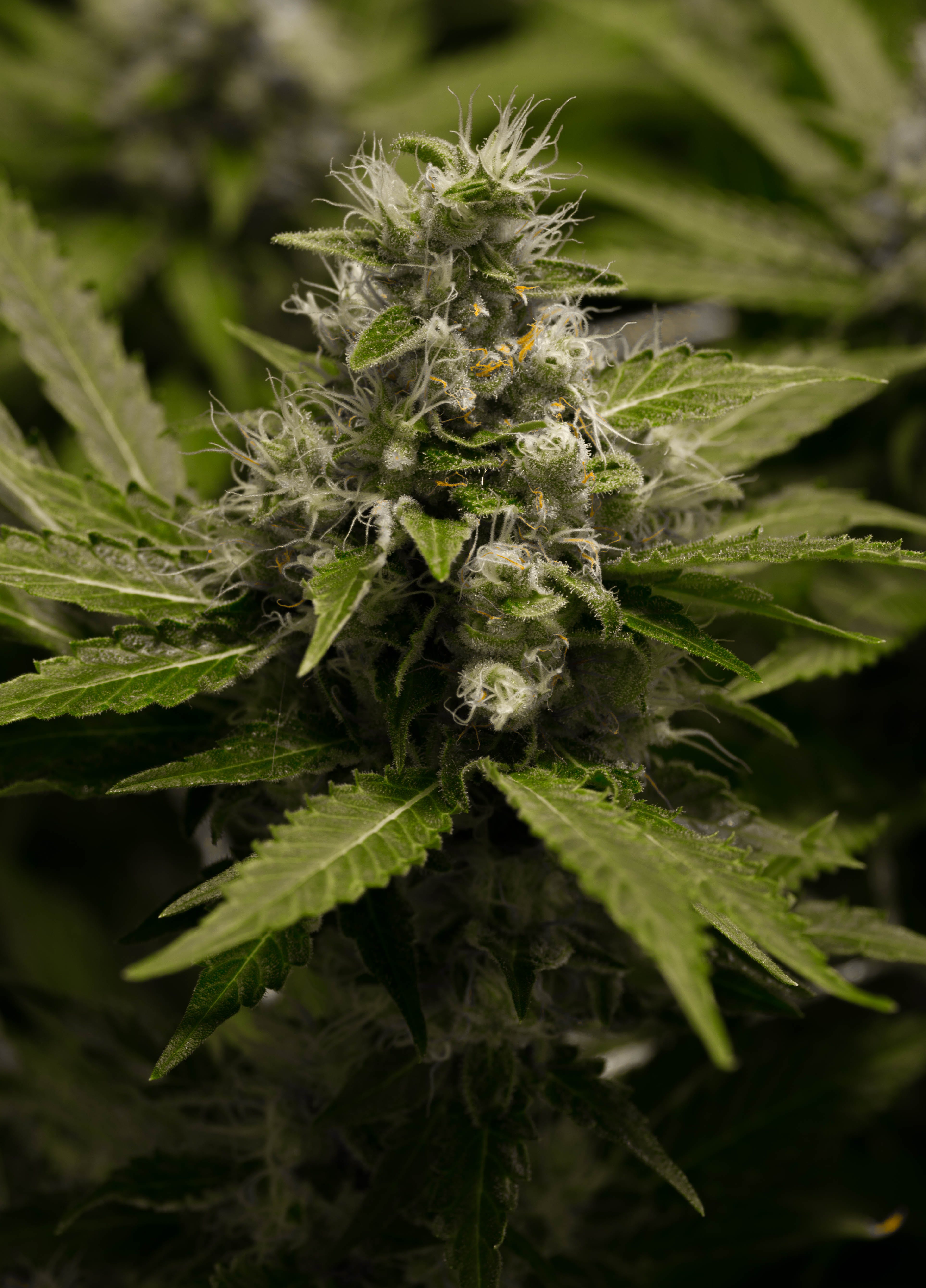 marijuana-dispensaries-gb-herbal-wellness-in-grove-afghani