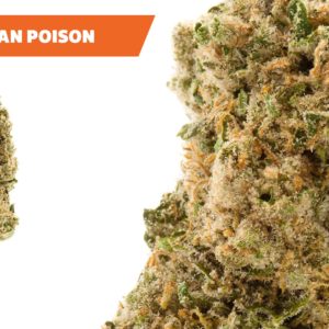 Ajoya - Durban Poison - 20% THC / 1% CBD