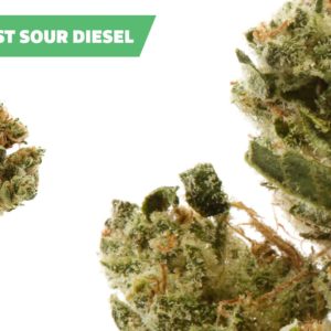 Ajoya - East Coast Sour Diesel - 24% THC