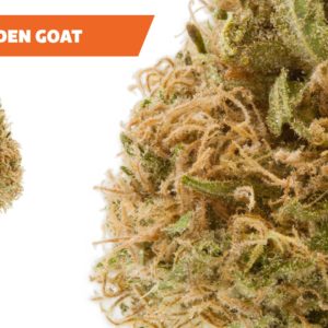 Ajoya - Golden Goat - 21% THC