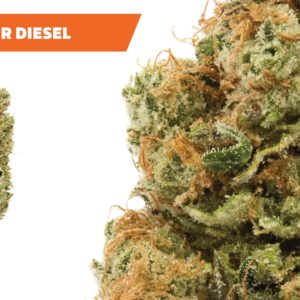 Ajoya - Sour Diesel - 21% THC