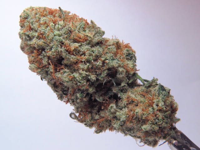 marijuana-dispensaries-2600-spenard-rd-anchorage-ak-blueberry-by-pakalolo-supply-co