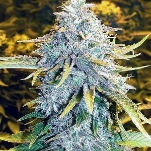 Alaskan Thunder Funk (ATF) by The Cannabis Farm - THC: 22.09% CBD: .04%