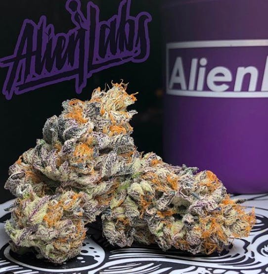 indica-alien-labs-old-family-purp