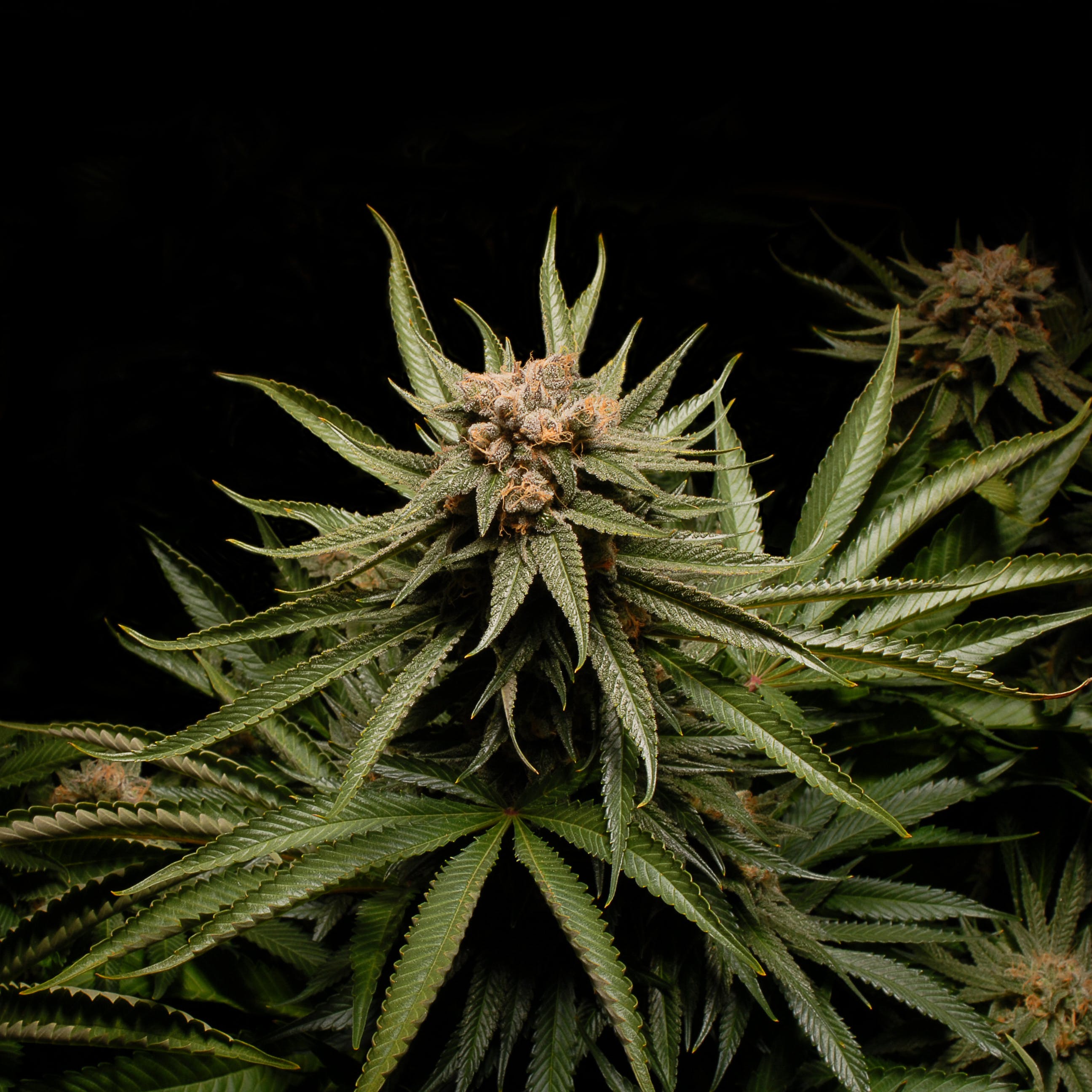 marijuana-dispensaries-growing-releaf-in-beaverton-alpha-blue