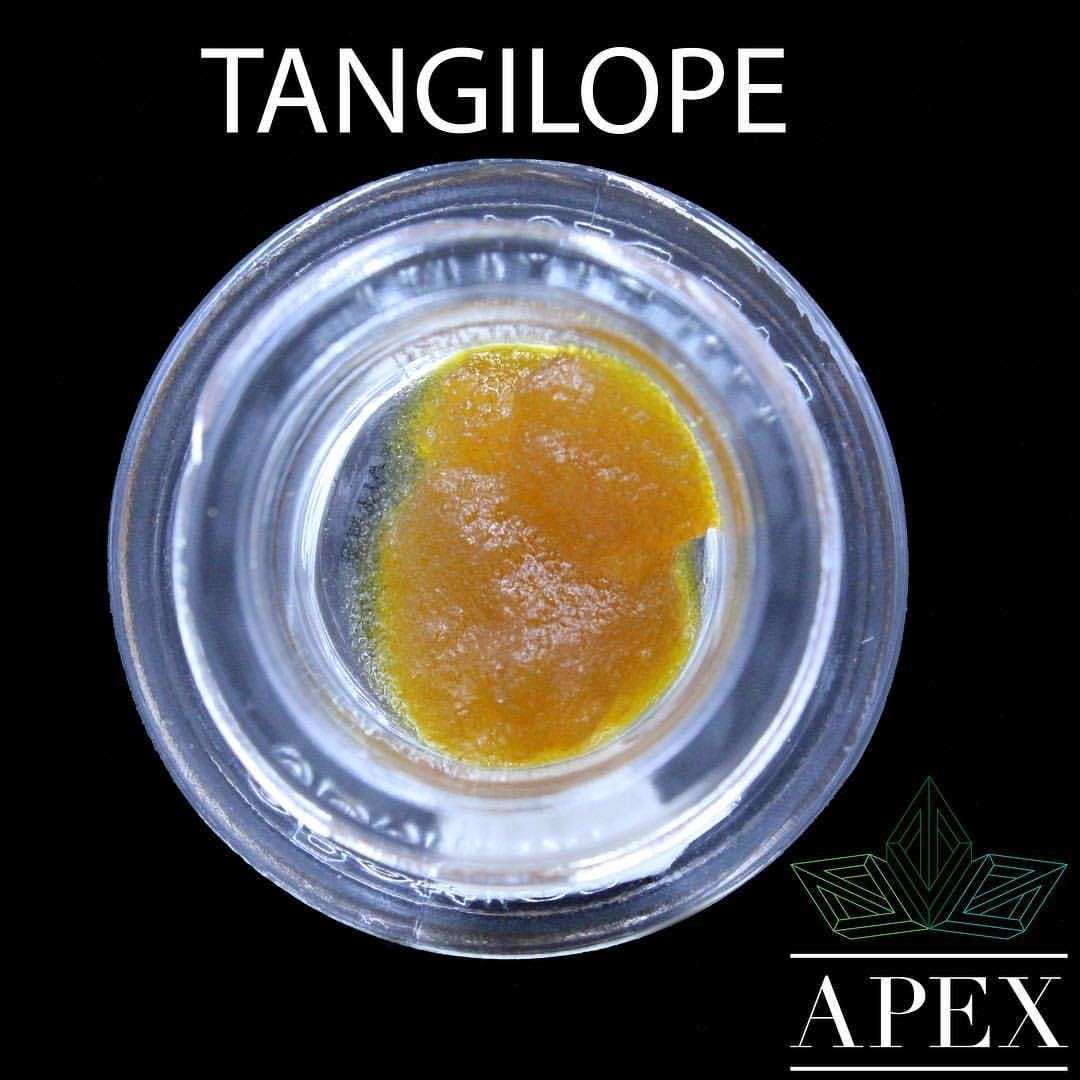 APEX- Tangilope (Terp Boys)