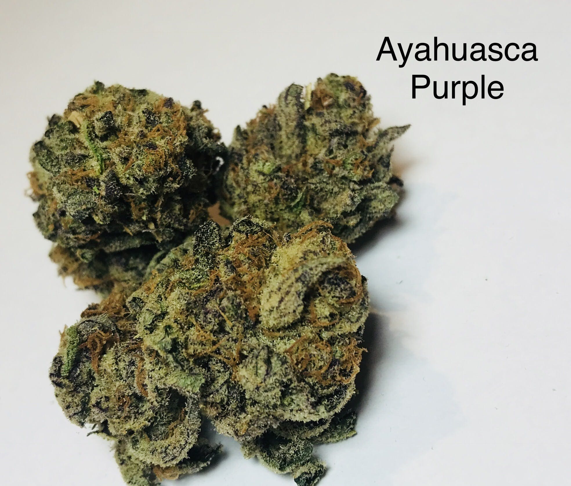 indica-ayahussca-purple-members-only
