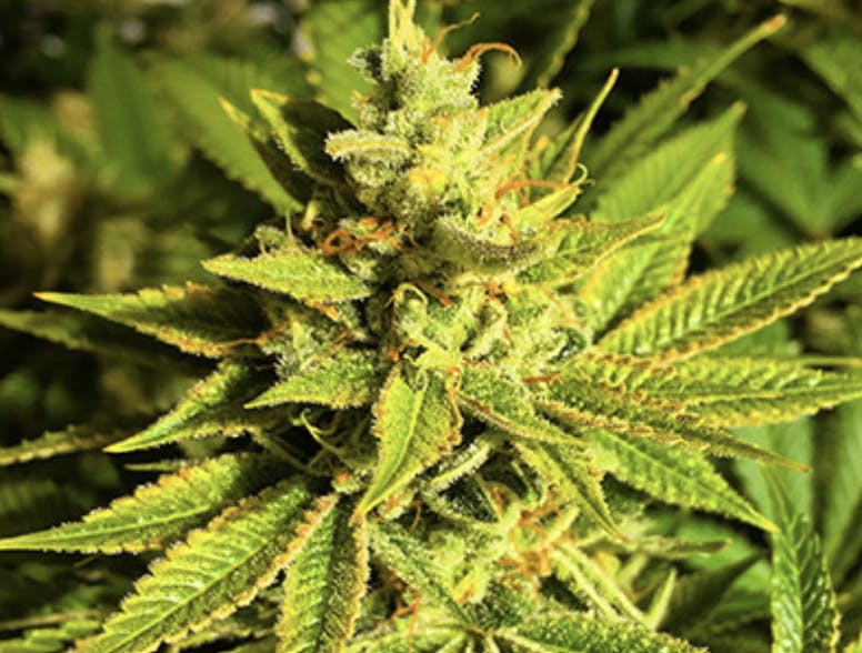 marijuana-dispensaries-cannabis-depot-in-ottawa-banana-haze