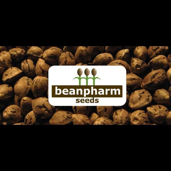BeanPharm Blue Widow 5 seed tin (0833)
