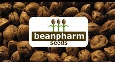 BeanPharm Seeds- DJ Short's Blueberry (1111)