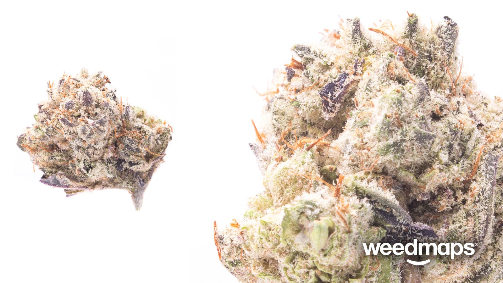 marijuana-dispensaries-10457-gratiot-ave-detroit-bermuda-punch-236