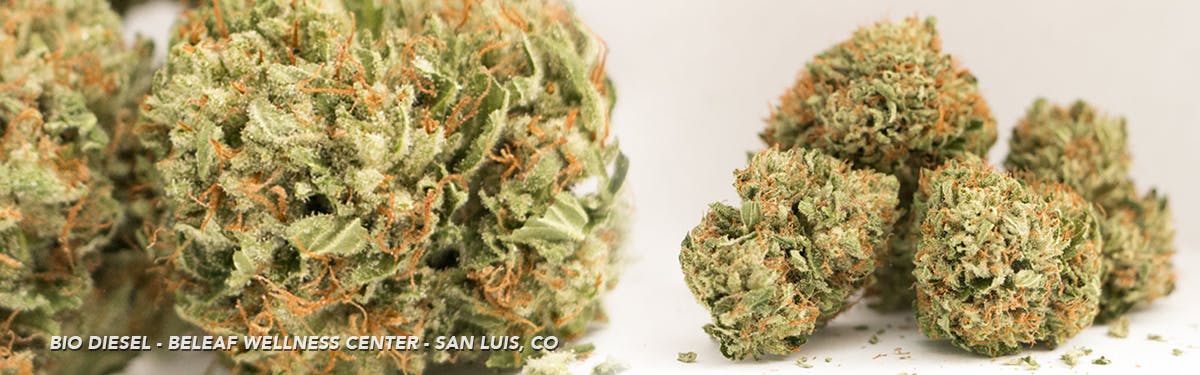 marijuana-dispensaries-tumbleweed-carbondale-in-carbondale-bio-diesel