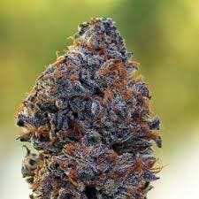 marijuana-dispensaries-3321-i25-south-pueblo-biscotti-exotic-shelf-24150