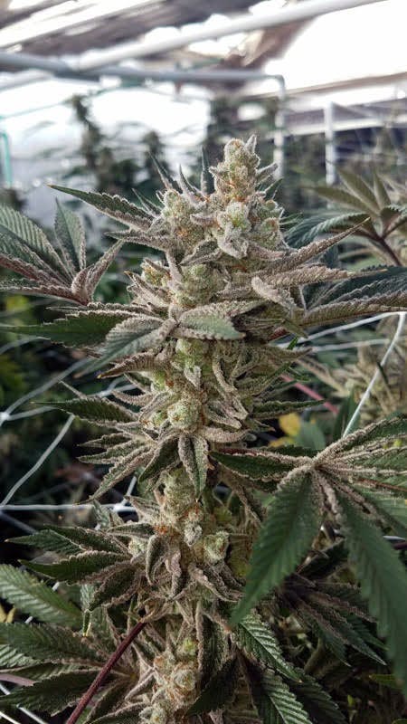 marijuana-dispensaries-5115-coors-blvd-nw-2c-ste-a-albuquerque-black-berrium