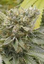marijuana-dispensaries-the-sacred-herb-in-sapulpa-black-eyed-katy
