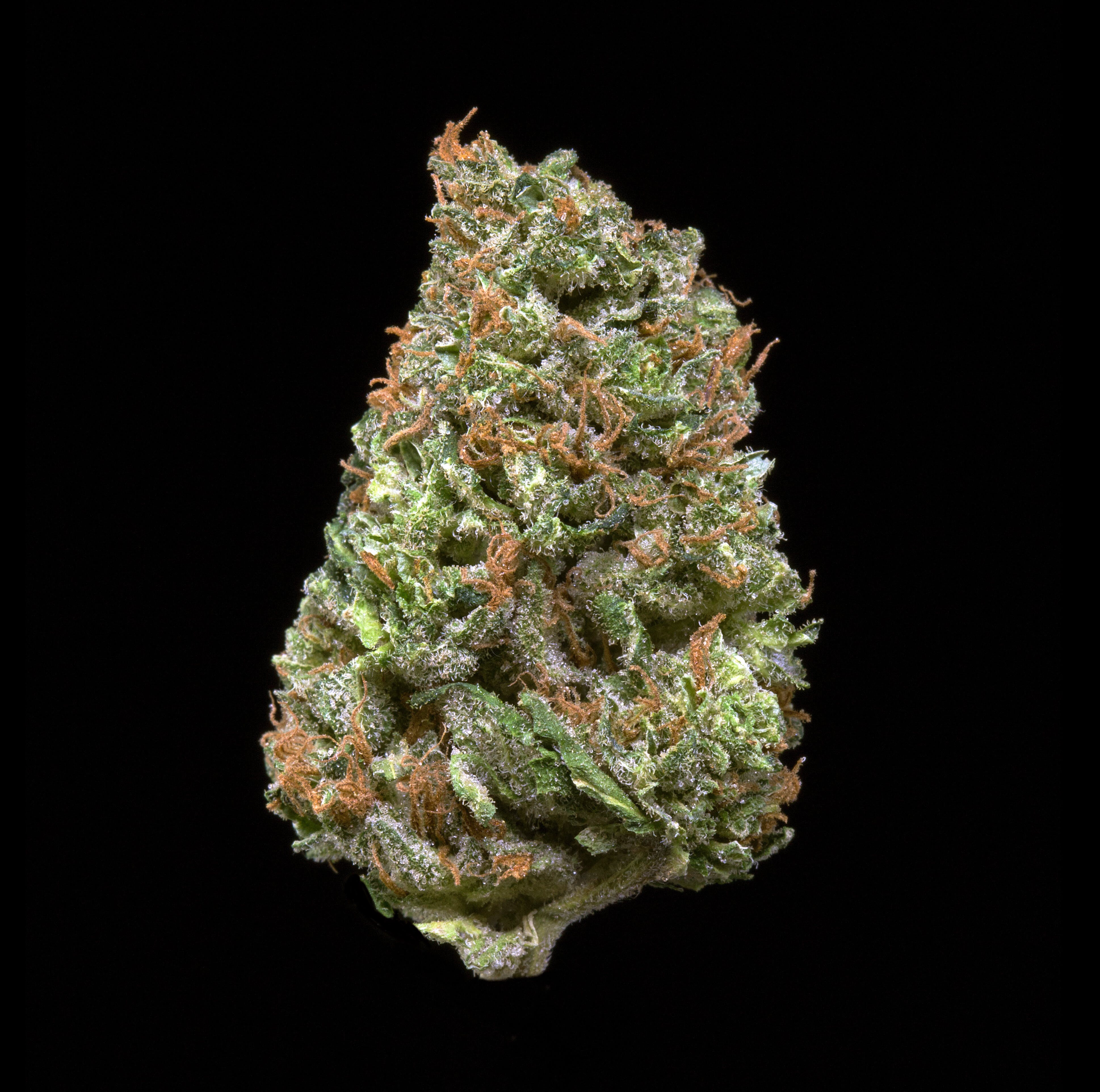 marijuana-dispensaries-118-conz-st-northampton-black-triangle-kush-au-limit-3-5g-flower-and-3-5g-shake-and-3-0-75-pre-rolls-no-med-limit