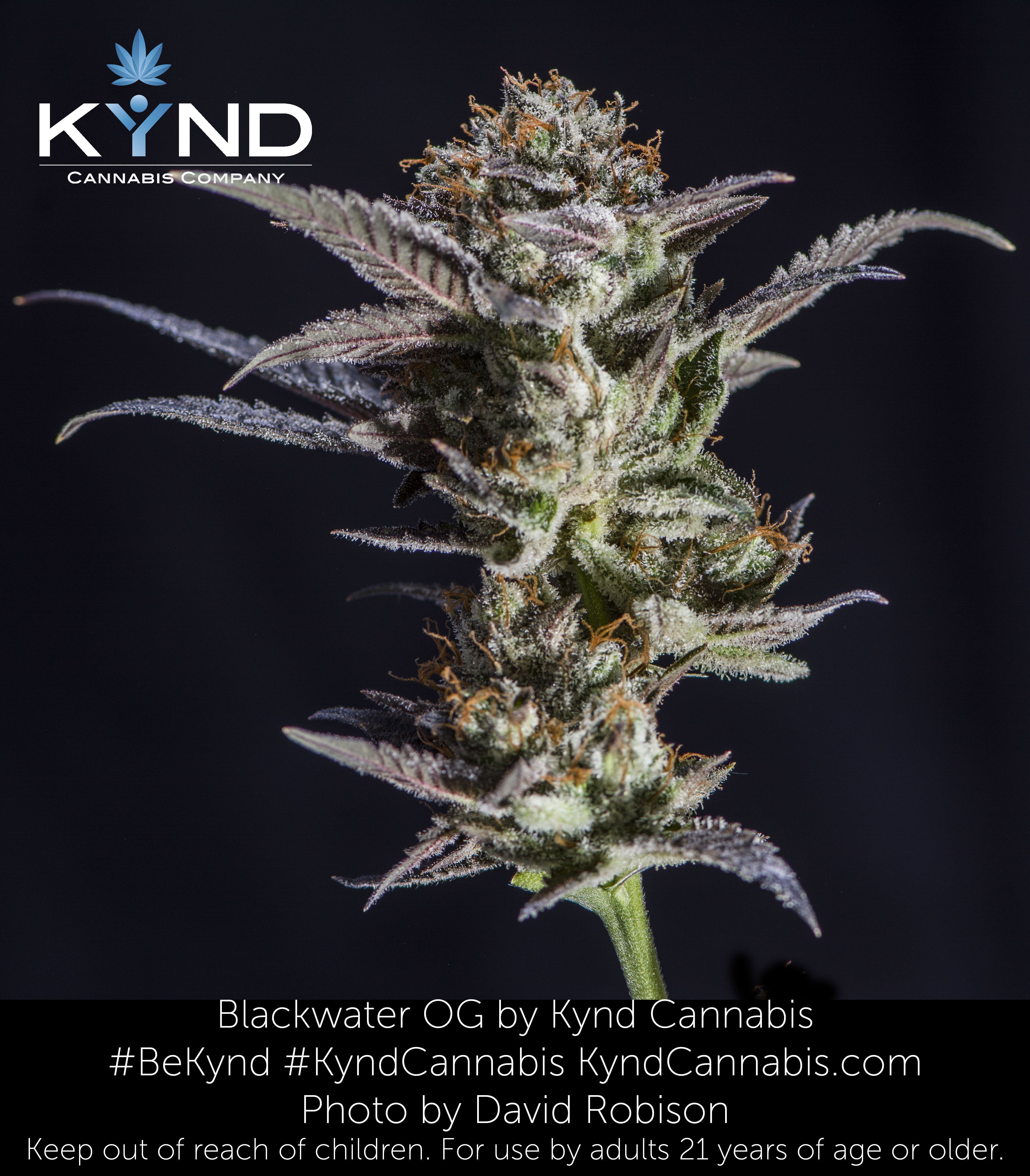 marijuana-dispensaries-340-lemmon-dr-reno-blackwater-og-kynd