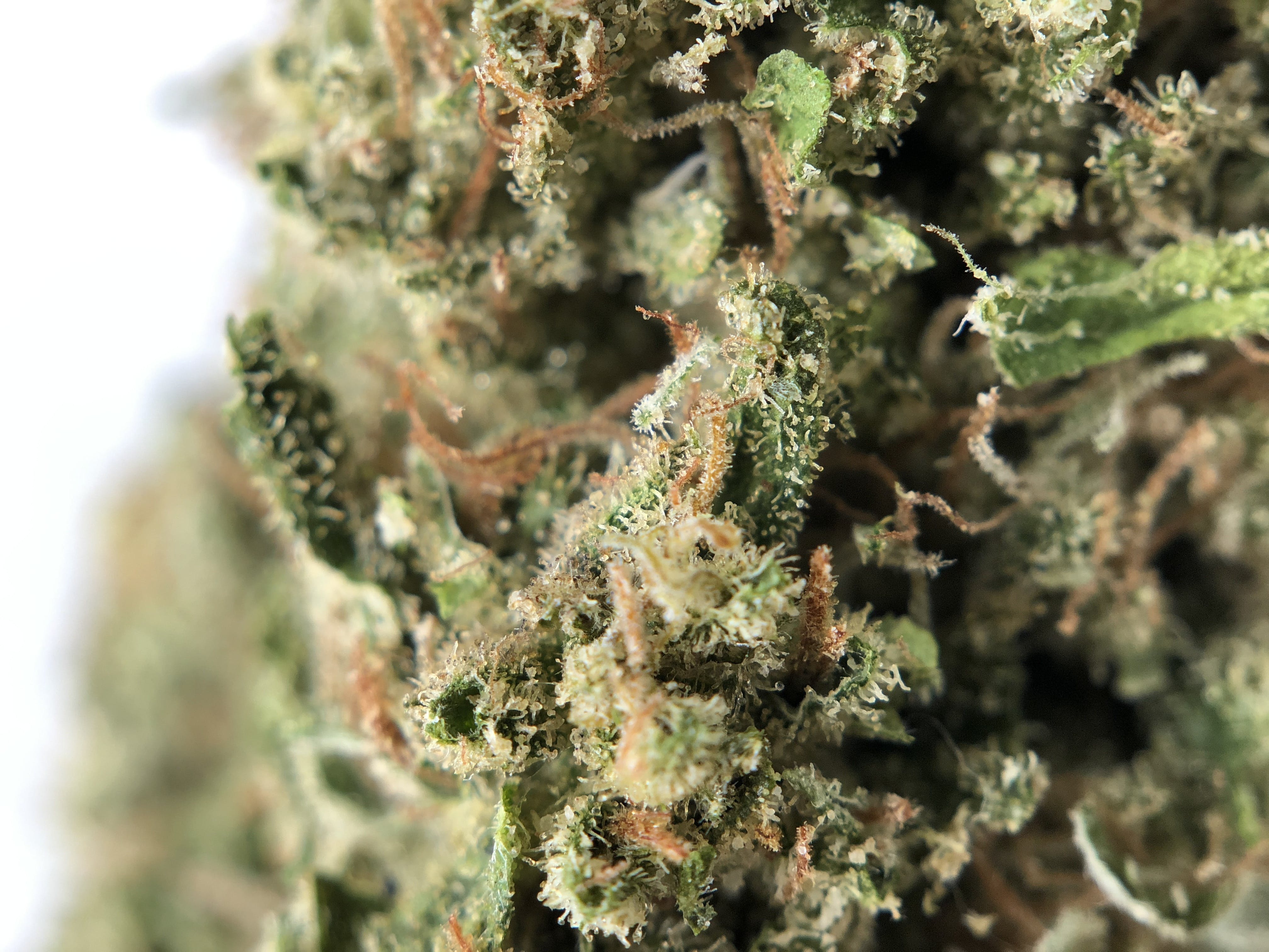 marijuana-dispensaries-blooms-dispensary-in-lawton-blue-alien