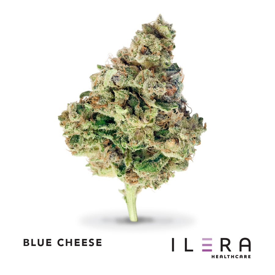 BLUE CHEESE 24% THC | Ilera Healthcare