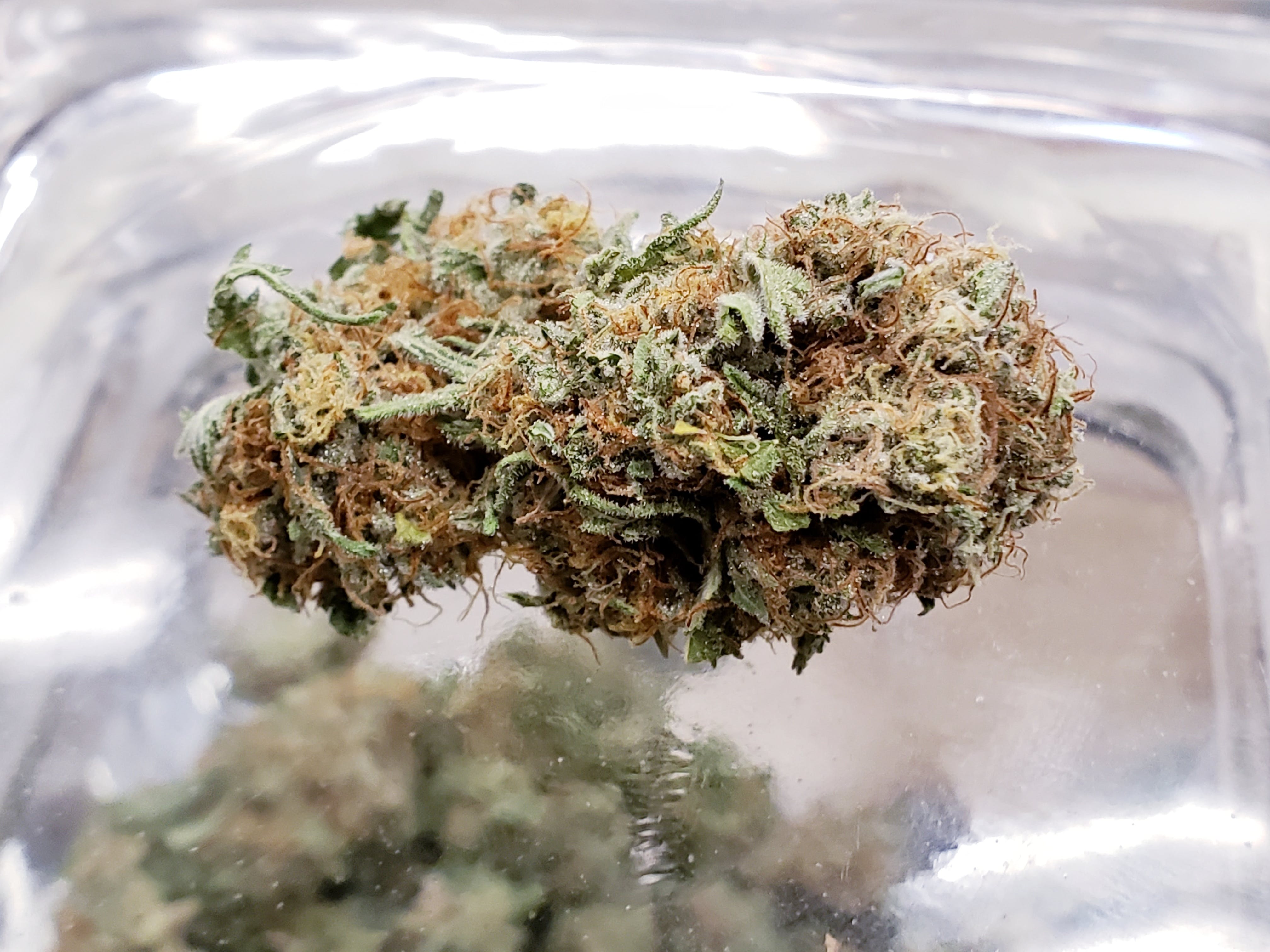 marijuana-dispensaries-752-north-lake-ave-pasadena-blue-cheeze
