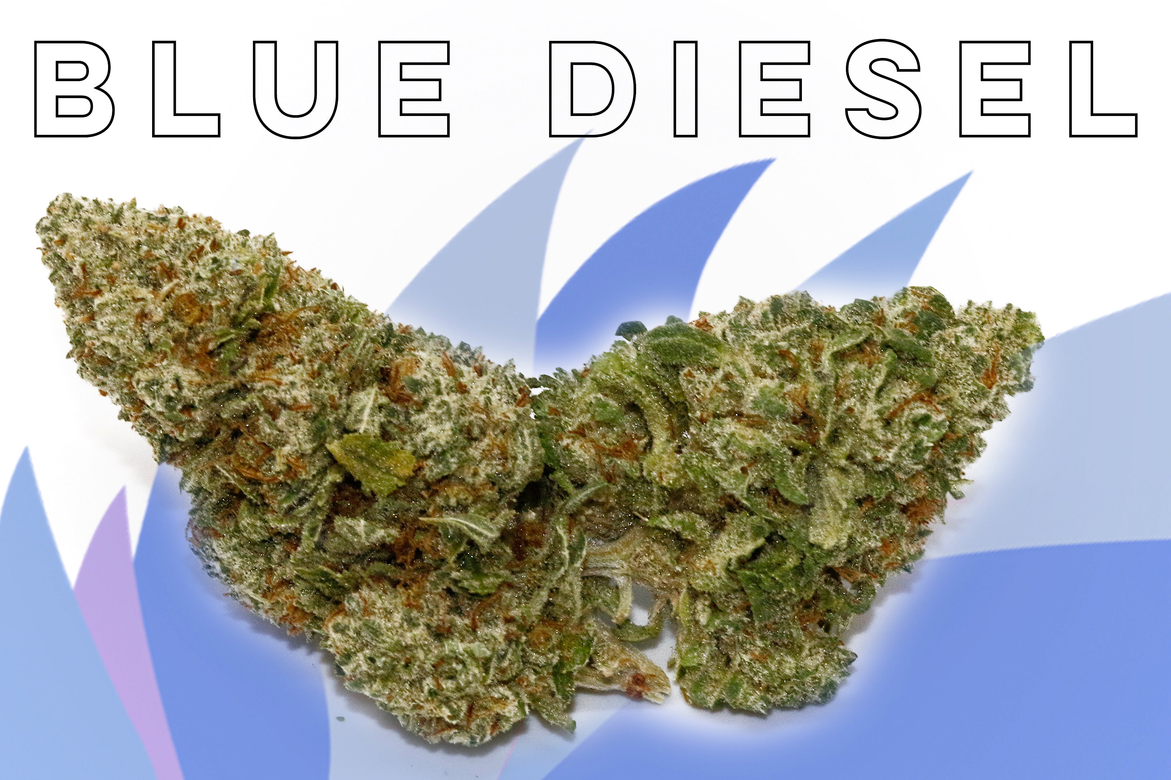 marijuana-dispensaries-9939-jerry-mack-road-suite-500-ocean-city-blue-diesel-from-shore-natural-rx-deli