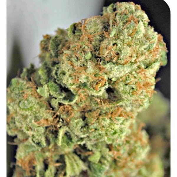 marijuana-dispensaries-cannabis-canada-in-hamilton-blue-god