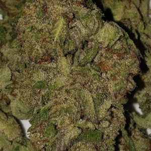 Blue Light Special 20.42%THC - Applegate River Roots