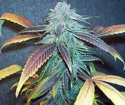 marijuana-dispensaries-botanico-adult-use-in-denver-blue-moonshine