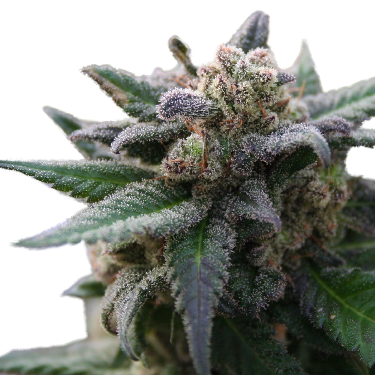 marijuana-dispensaries-apex-cannabis-in-otis-orchards-blueberry-cheesecake