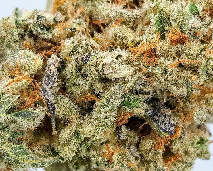 marijuana-dispensaries-150-venice-blvd-los-angeles-blueberry-cookies-10g-2470