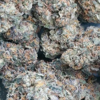 Blueberry Cookies (NonMember)