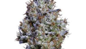 marijuana-dispensaries-11638-victory-blvd-north-hollywood-blueberry-dream-top-shelf