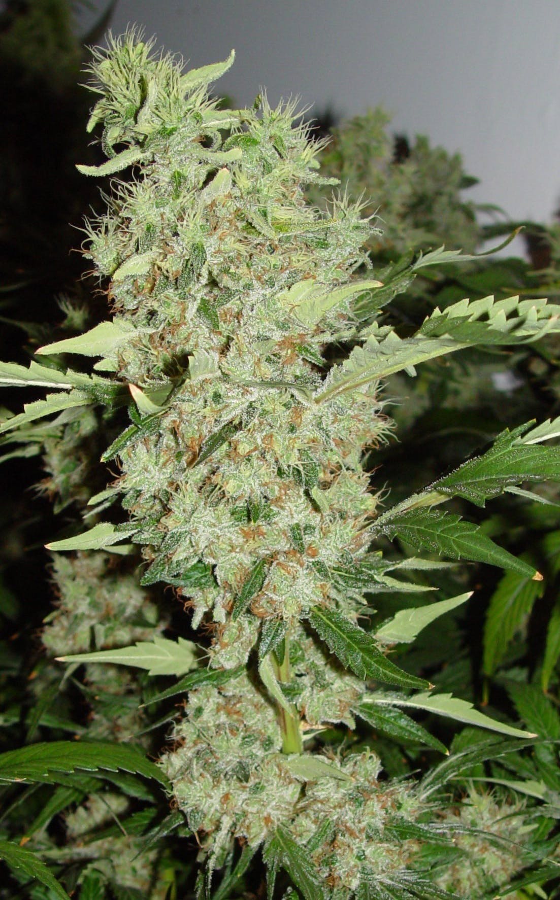marijuana-dispensaries-rocky-mountain-high-montrose-in-montrose-bubble-gum