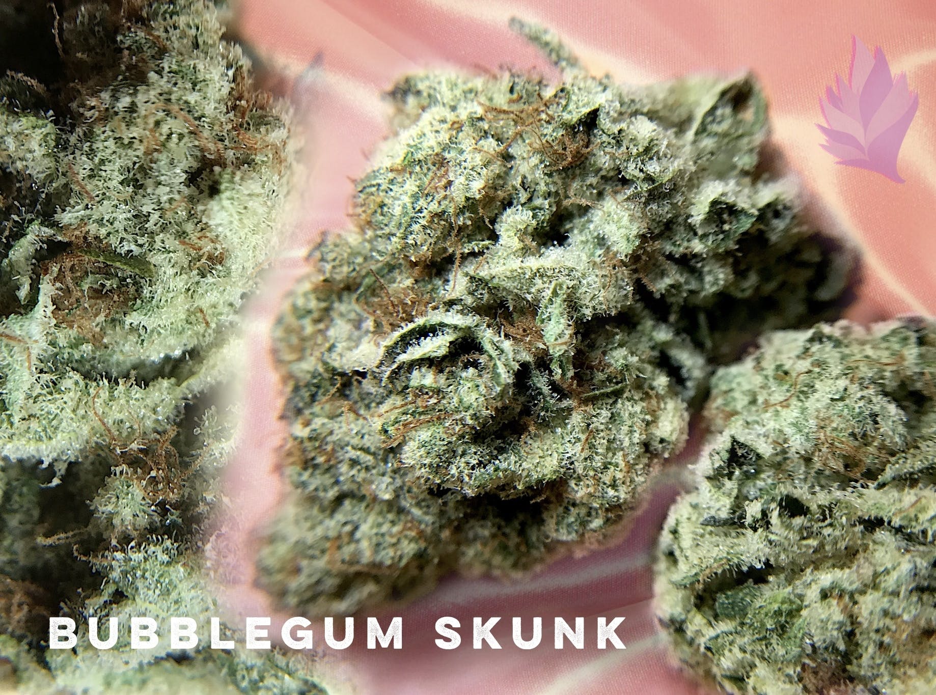 marijuana-dispensaries-9939-jerry-mack-road-suite-500-ocean-city-bubblegum-skunk-from-natures-heritage