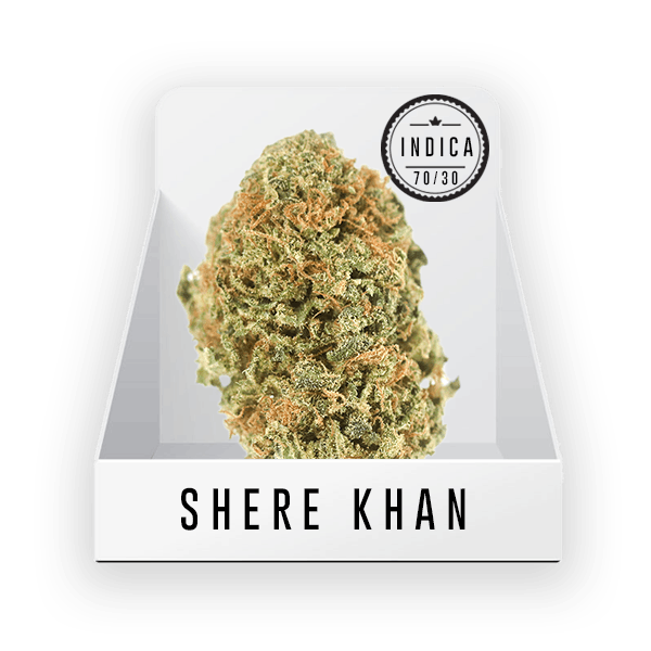 Bud (Top Shelf) - Shere Khan 15.63% THC