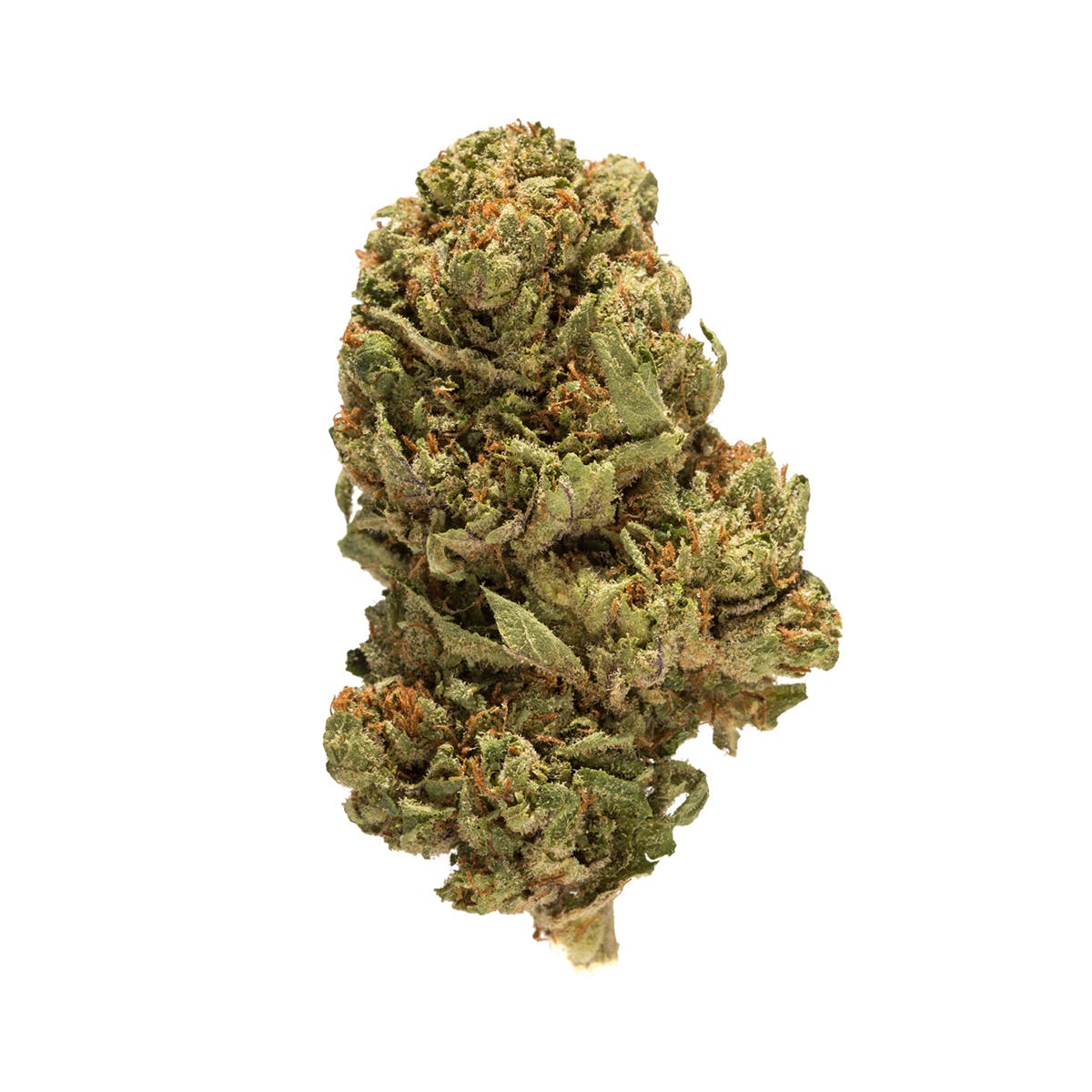 marijuana-dispensaries-wildwood-cannabis-in-bangor-buddha-tahoe-og