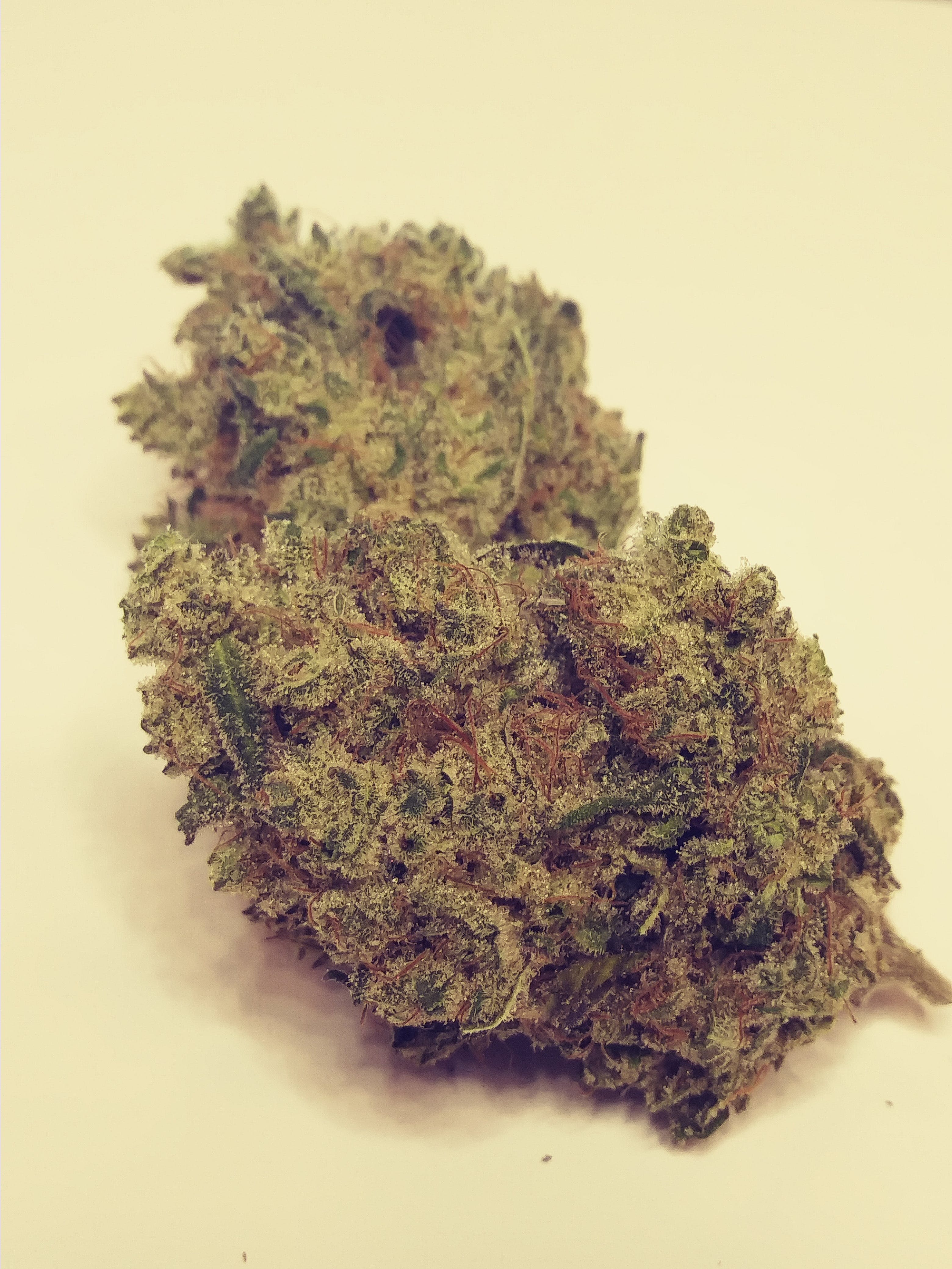 marijuana-dispensaries-altitude-organic-cannabis-in-dillon-cannalope