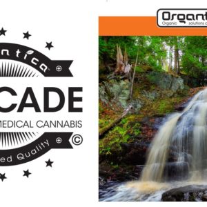 Cascade - 25.09% THC