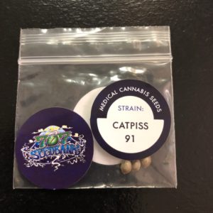 Cat Piss 91/pack of 10 seeds