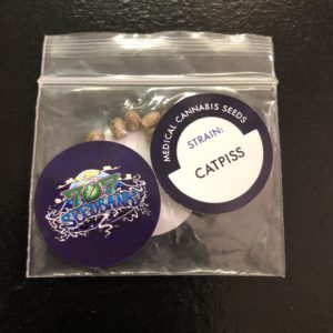 Cat Piss/pack of 10 seeds