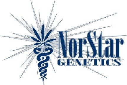 CBD Midwife (10pk) by NorStar Genetics